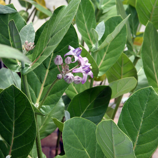 Giant Milkweed Calotropis procera **Pre-Order Only**