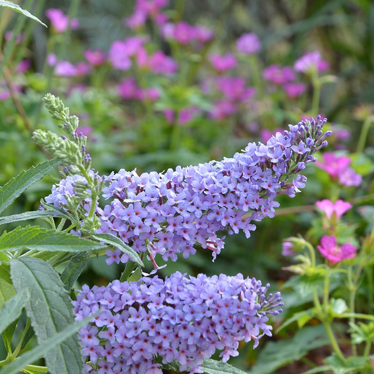 Butterfly Bush- 5 Gallon Pot Size