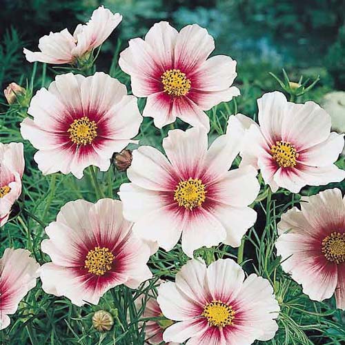 Daydream Cosmos