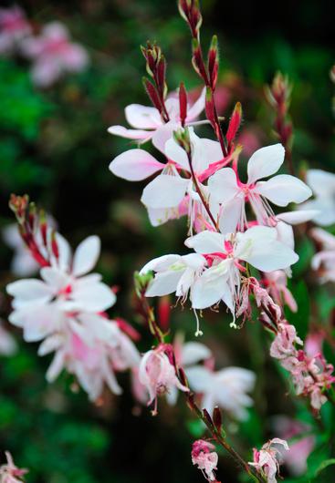 Gaura lindheimeri 'Graceful White'