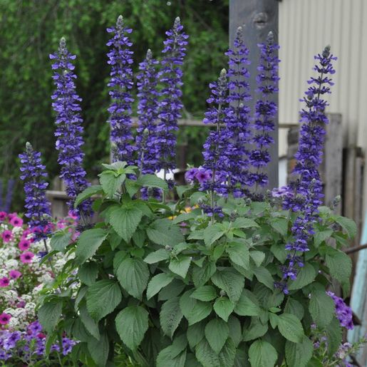 Mystic Spires Blue Salvia