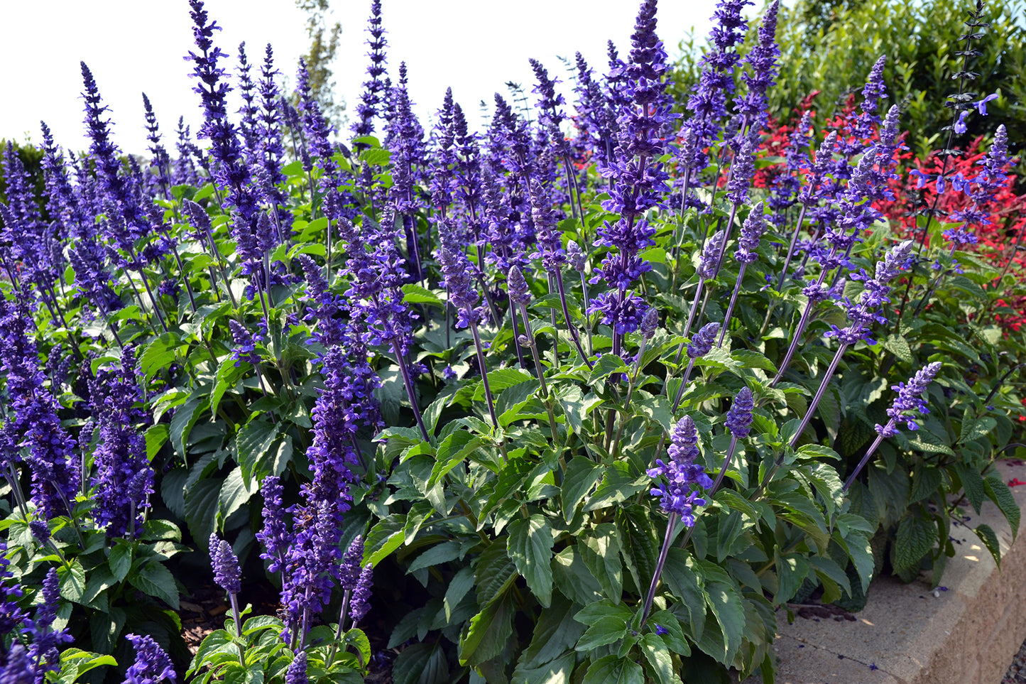 Mystic Spires Blue Salvia