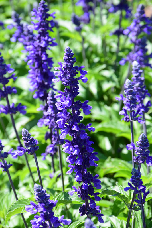 Mystic Spires Blue Salvia