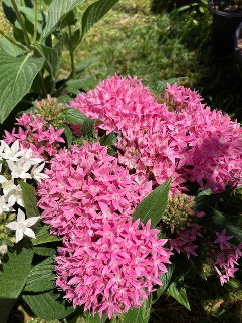 Pentas Plant Assorted Colors)