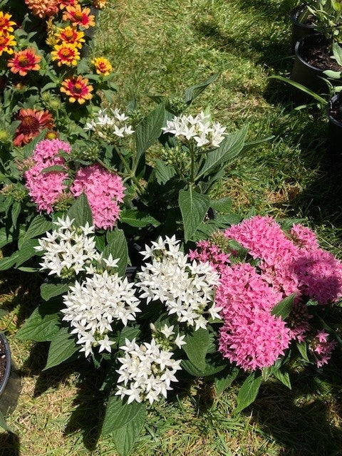 Pentas Plant Assorted Colors)