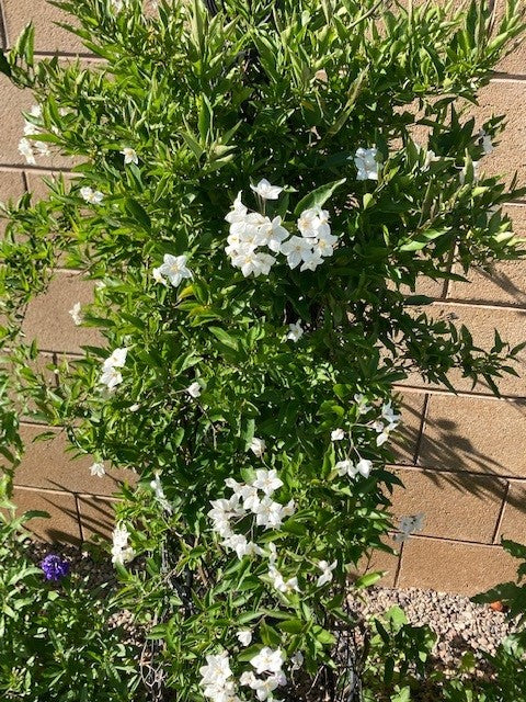 White Potato Vine- 5 Gallon (Solanum Jasminoises)
