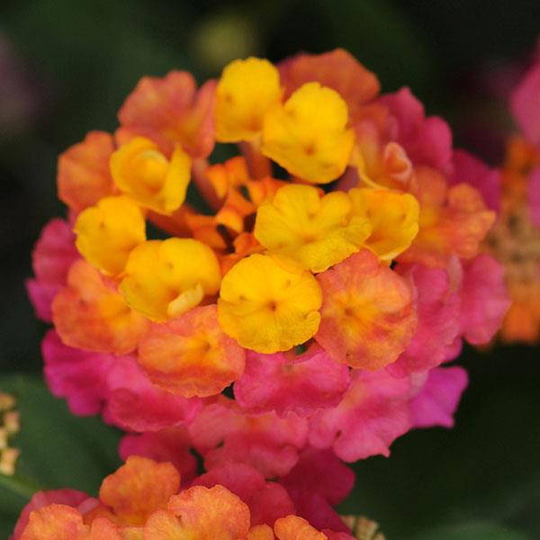 Lantana