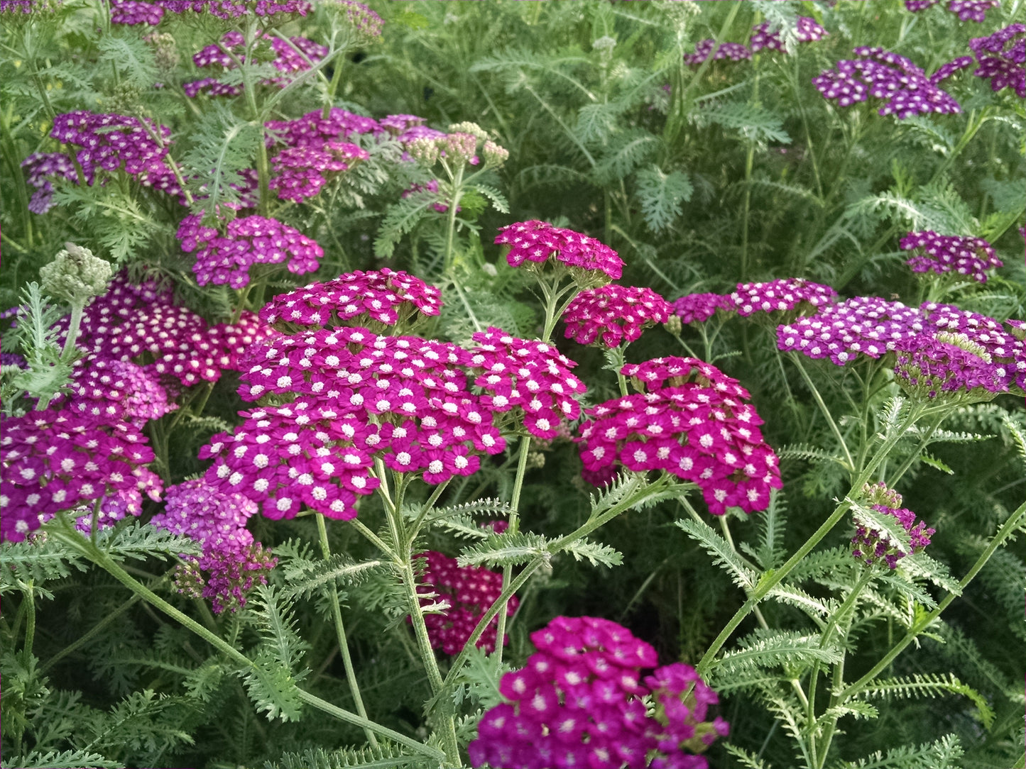 Yarrow Achillea millefolium (Assorted colors)