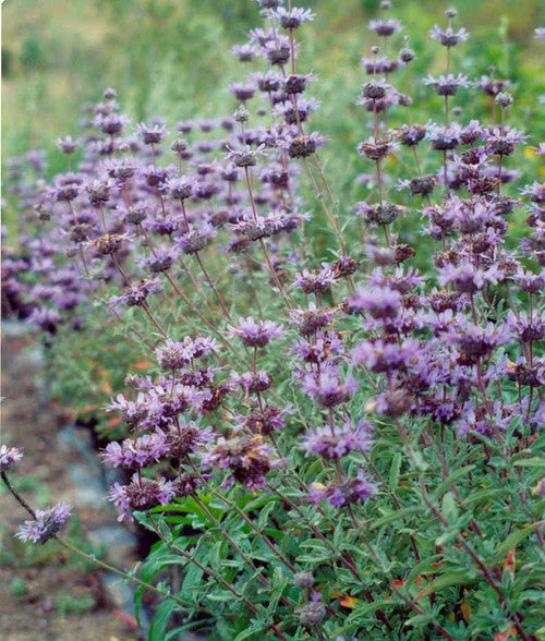 Salvia clevelandii Allen Chickering