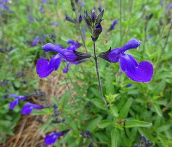 Salvia Greggii (Autumn sage)