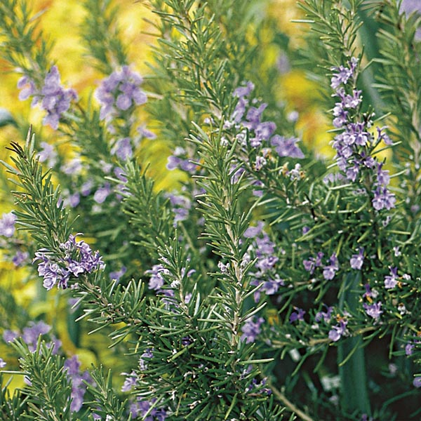 Rosemary