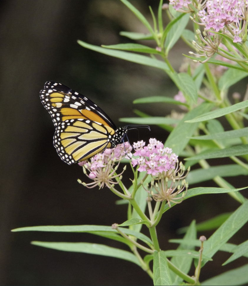 Pesticide Free Milkweed