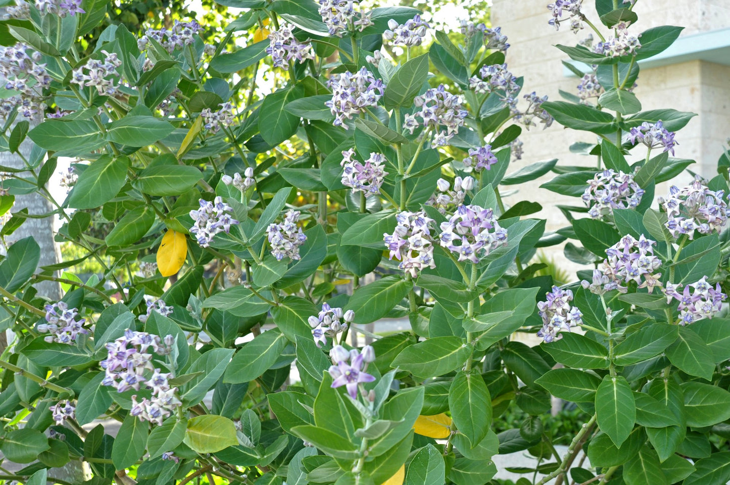 Giant Milkweed Calotropis procera