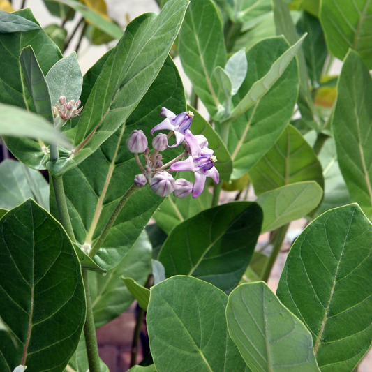 Giant Milkweed Calotropis procera