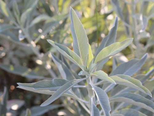 Salvia apiana - White Sage