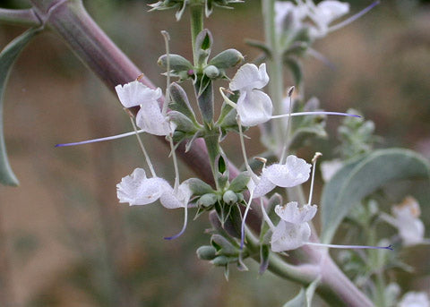 Salvia apiana - White Sage