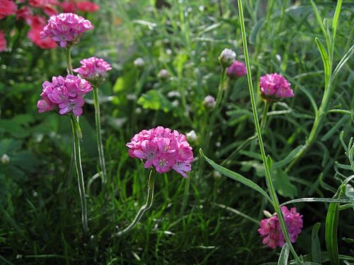 Sea Pink Armeria