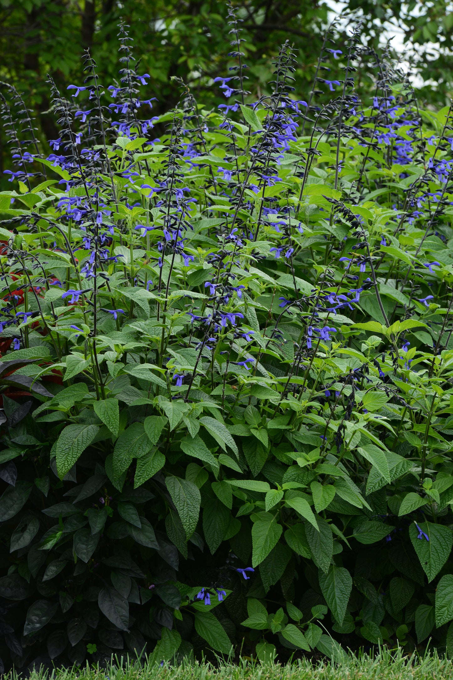 Black and Bloom Salvia