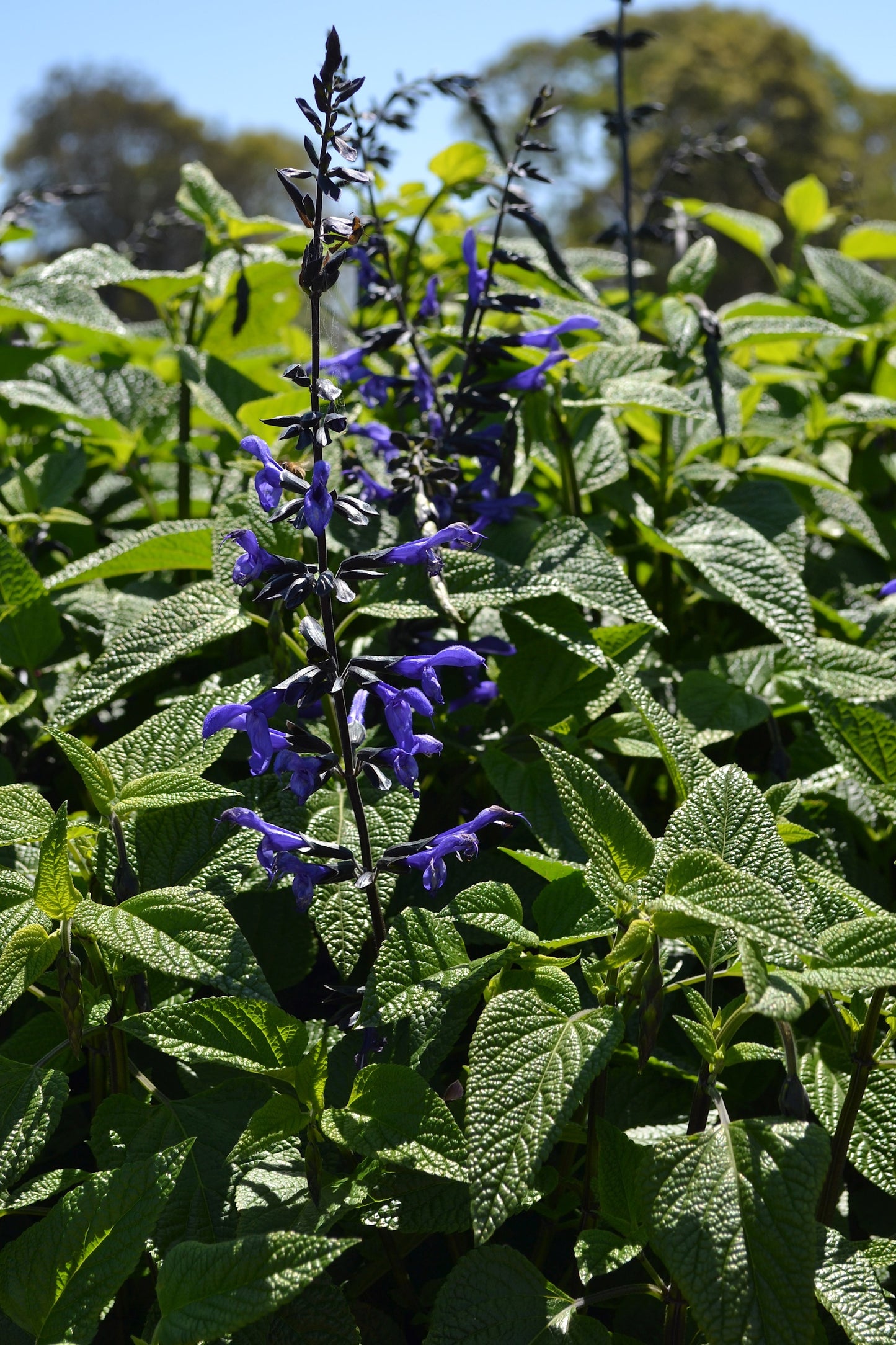 Black and Bloom Salvia