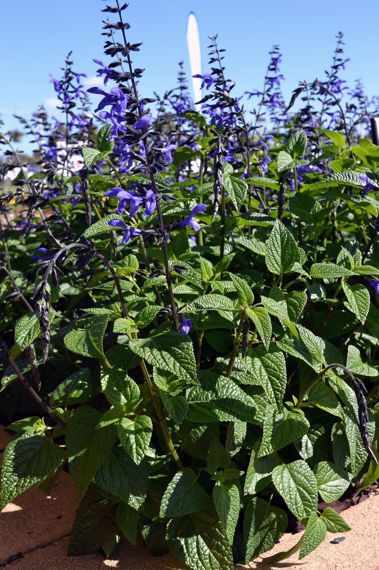 Black and Bloom Salvia