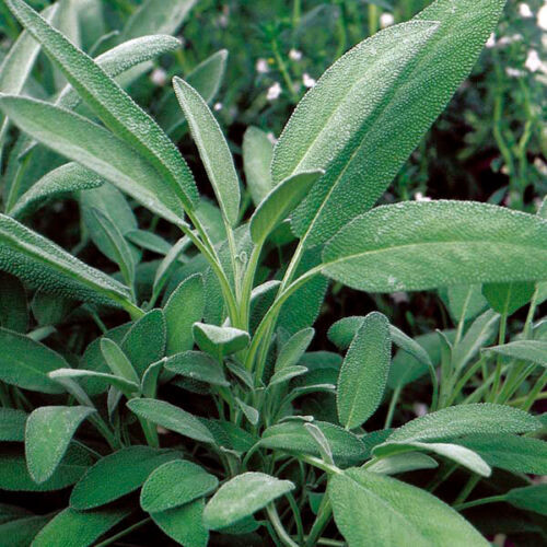 Sage Starter Plant