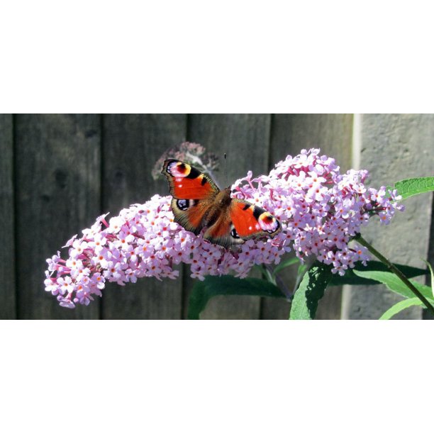 Butterfly Bush- 5 Gallon Pot Size