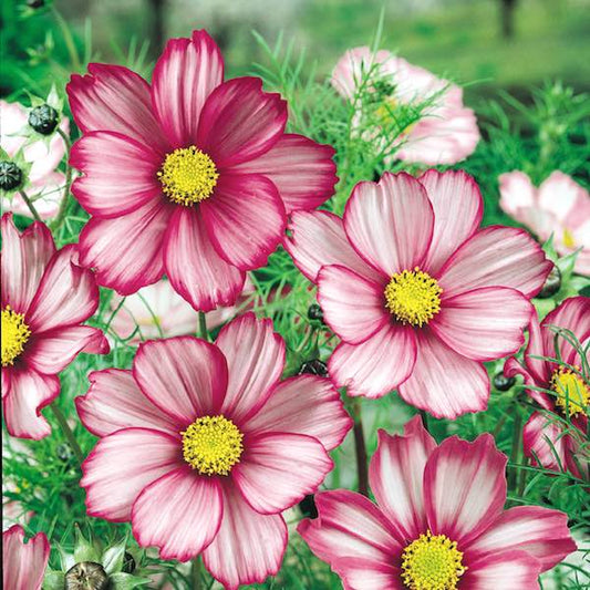 Candy Stripe Cosmos