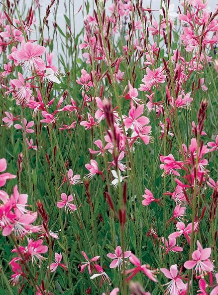 Gaura Lindheimeri 'Siskiyou Pink'