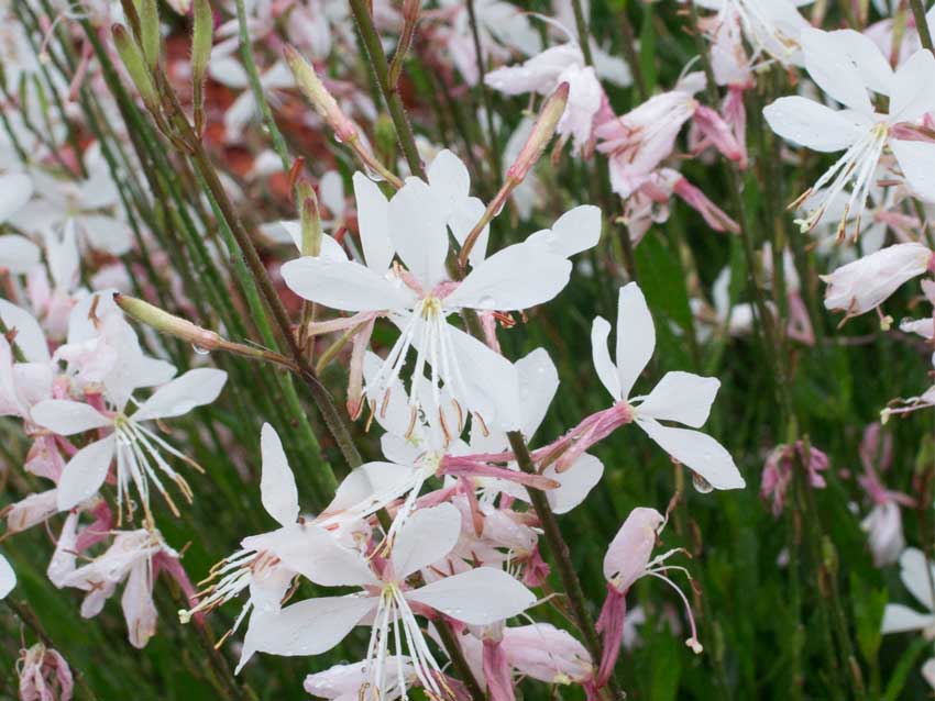 Gaura lindheimeri 'Graceful White'