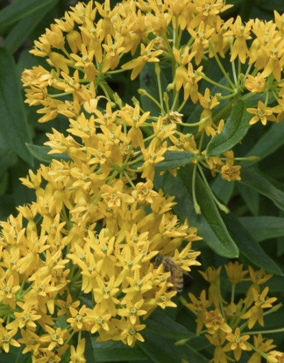 Silky Gold Milkweed-Pesticide Free!