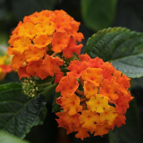 Lantana