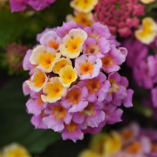 Lantana