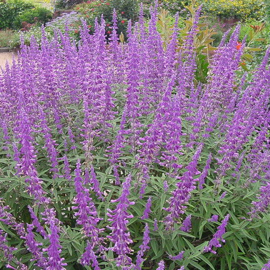 Mexican Bush Sage (Salvia leucantha)