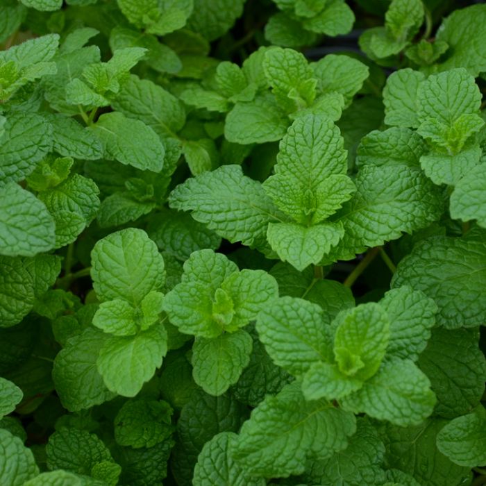 Mojito Mint Starter Plant