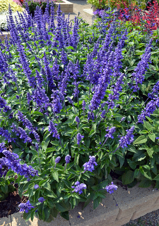 Mystic Spires Blue Salvia