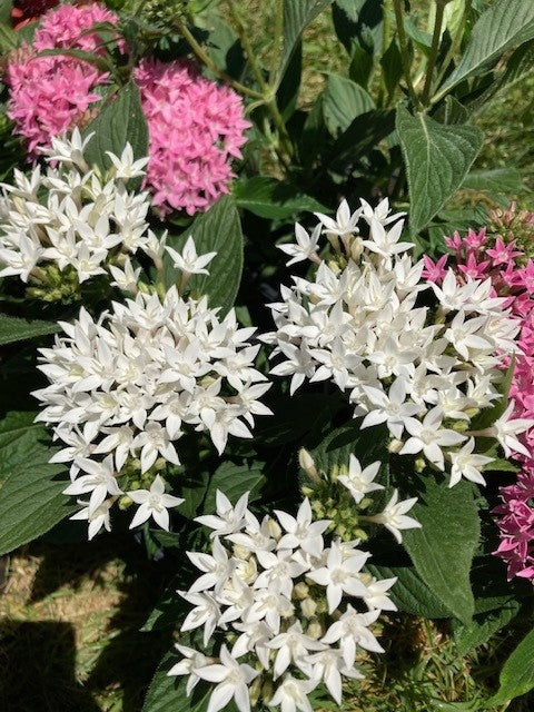 Pentas Plant Assorted Colors)