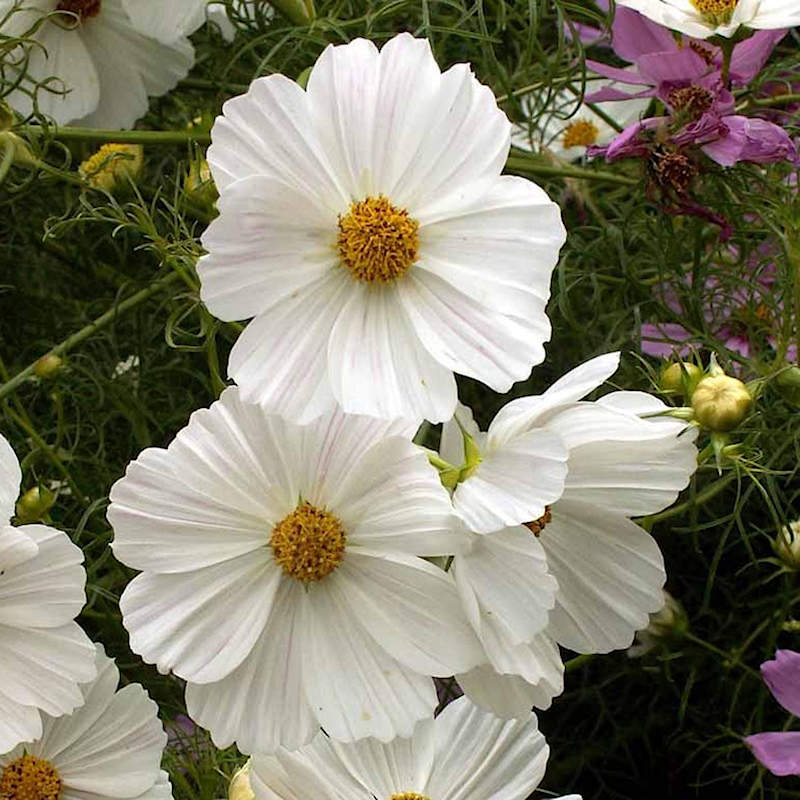 Purity Cosmos