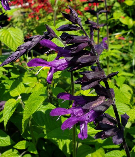 Purple And Bloom Salvia