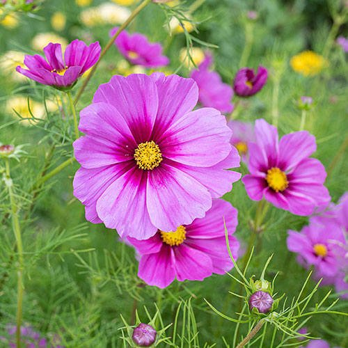 Radiance Cosmos