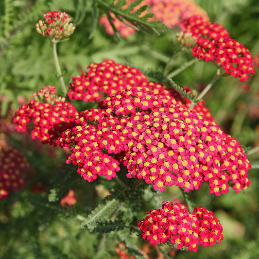 Yarrow Achillea millefolium (Assorted colors)