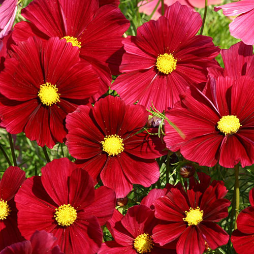 Rubenza Cosmos