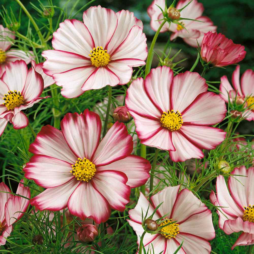 Sensation Picotee Cosmos