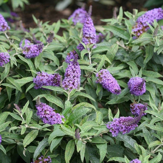 Butterfly Bush- 5 Gallon Pot Size