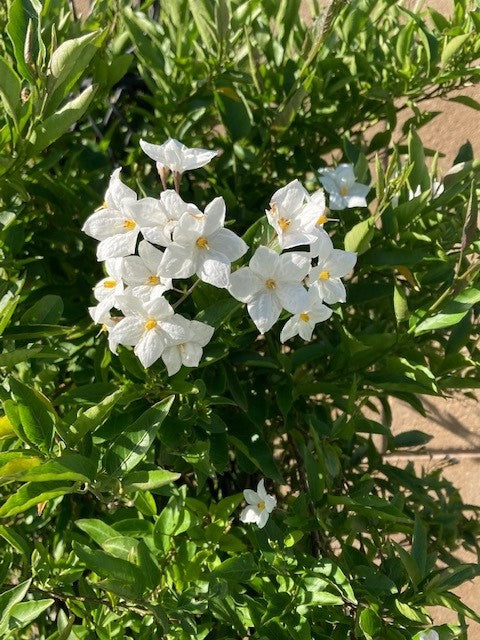 White Potato Vine- 5 Gallon  (Solanum Jasminoises)