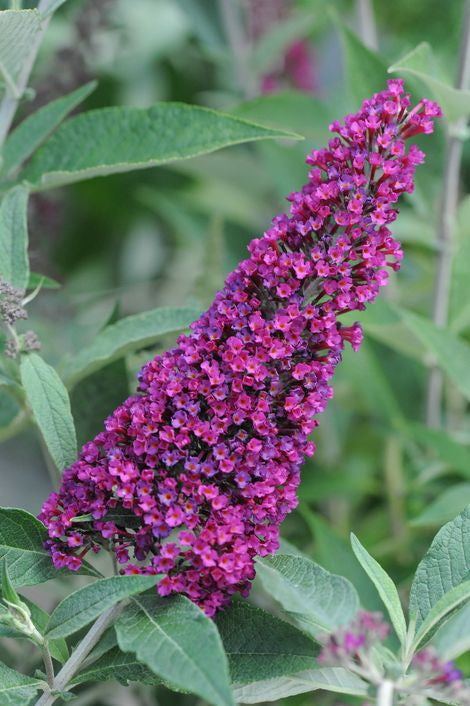 Butterfly Bush- 5 Gallon Pot Size