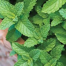 Spearmint Starter Plant