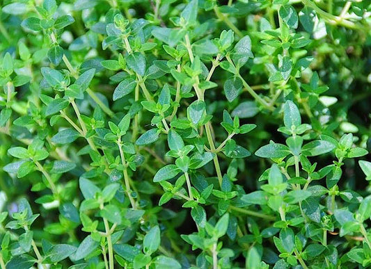 English Thyme Starter Plant