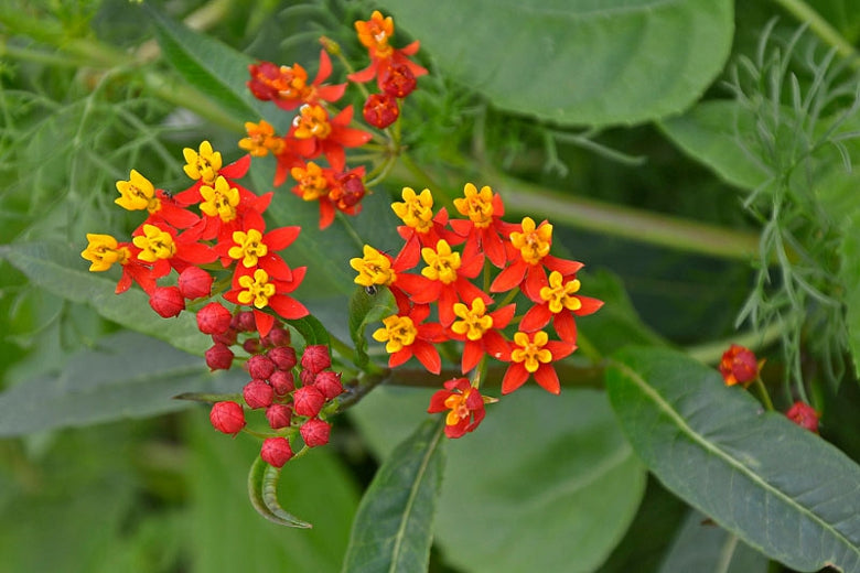 Red Butterfly Milkweed-Pesticide Free!