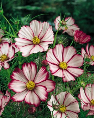 Candy Stripe Cosmos