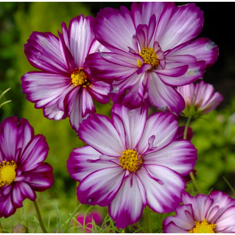 Fizzy Rose Picotee Cosmos